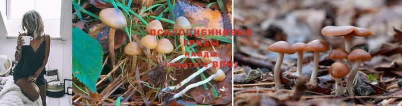 продажа наркотиков  Ефремов  Псилоцибиновые грибы MAGIC MUSHROOMS 