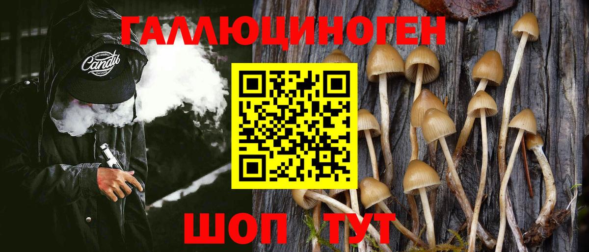 Галлюциногенные грибы Psilocybe Ефремов